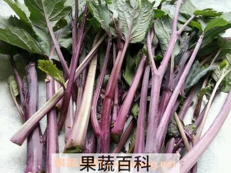 菜苔如何长期保存