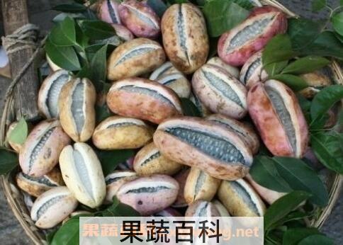 野香蕉是什么 