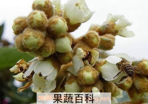枇杷花煮水的功效与做法