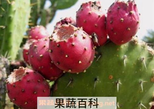仙人掌果能吃吗