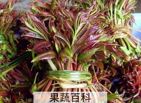 吃香椿的好处和坏处