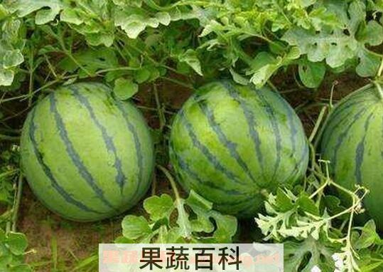  吃西瓜的禁忌