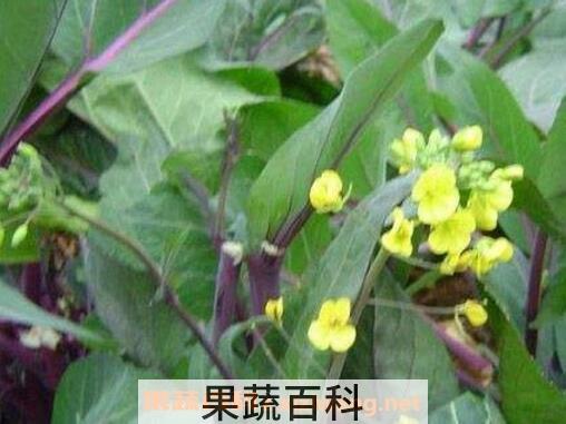 菜苔的花可以吃吗 菜苔的花怎么食用
