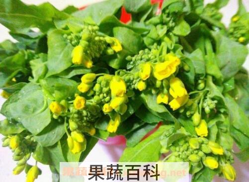 菜苔的花可以吃吗 菜苔的花怎么食用