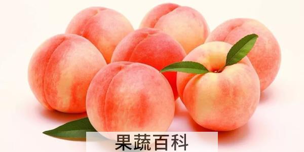 桃子怎么传播种子