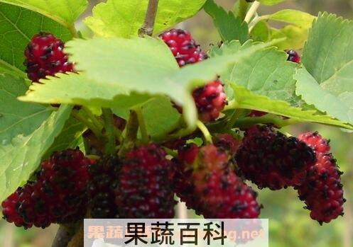 桑果的功效与作用