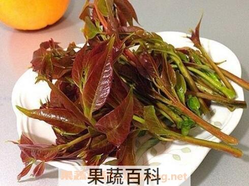 吃香春芽的好处和坏处