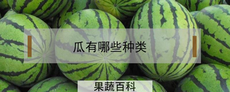 瓜有哪些种类