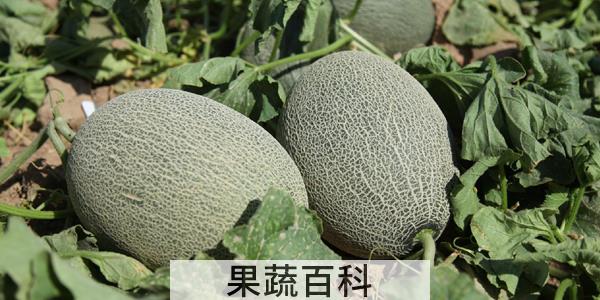 瓜有哪些种类