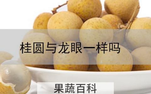 桂圆与龙眼一样吗