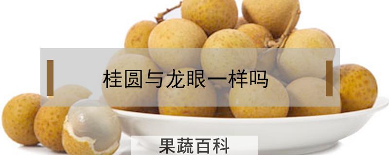 桂圆与龙眼一样吗