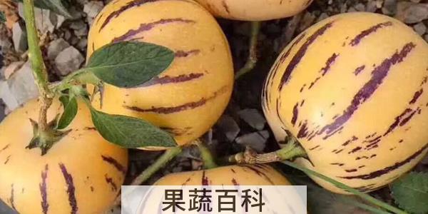 人参果熟到什么程度可以吃