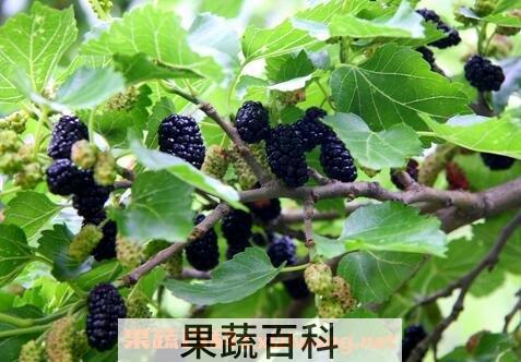 吃桑葚的好处与坏处有哪些