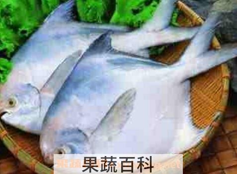 昌鱼的功效与作用