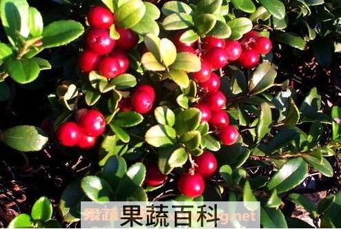 越桔的功效与作用