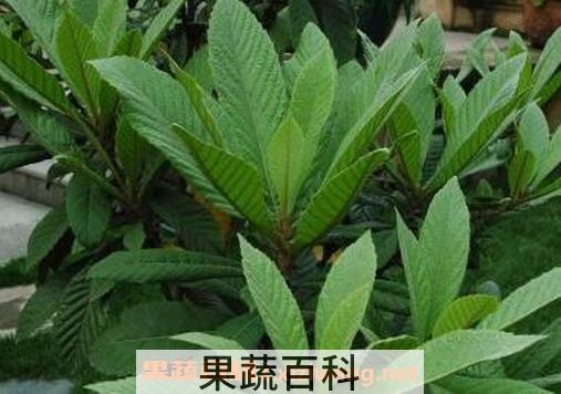 枇杷叶煮水喝的功效与作用