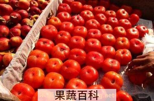  柿子多吃会怎么样