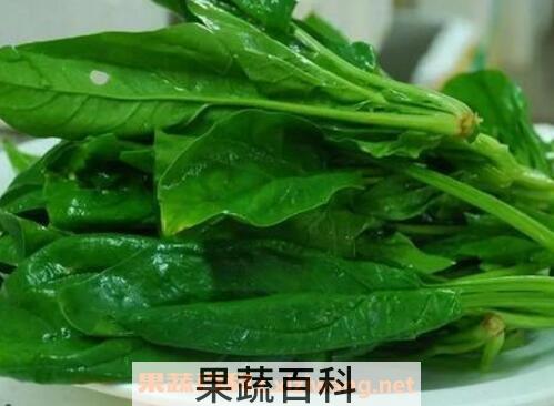 矮菠菜图片 吃矮菠菜的好处