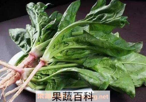 矮菠菜图片 吃矮菠菜的好处