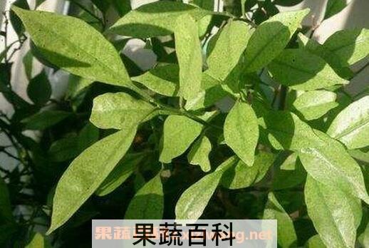 柑桔叶的功效与作用