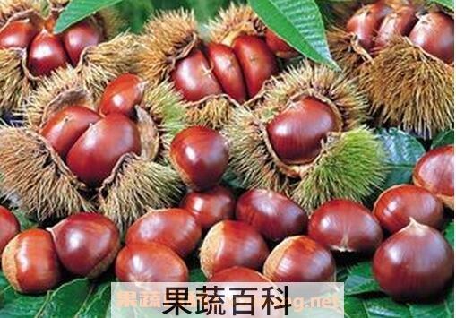吃栗子会发胖吗 