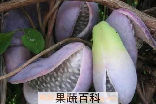 野香蕉图片