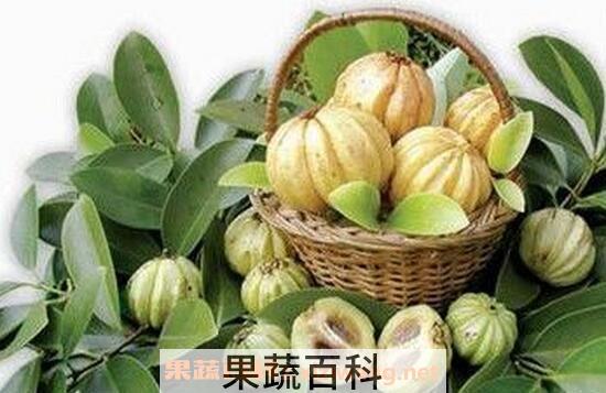 藤黄果的功效与作用