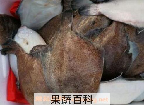 鼓眼鱼的功效与作用