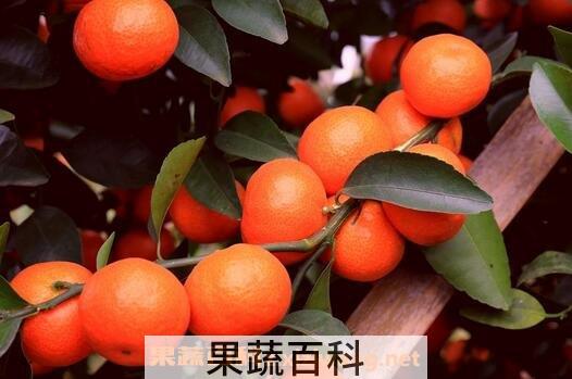 吃砂糖桔会上火吗 