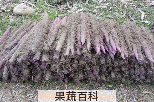 紫玉淮山药的功效与作用