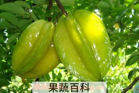 杨桃的药用功效有哪些