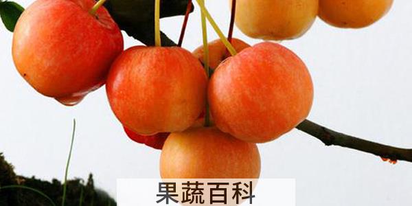 海棠果什么时候成熟
