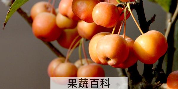 海棠果什么时候成熟