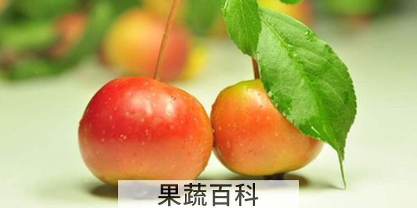 海棠果代表什么寓意
