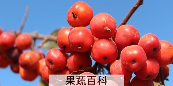 海棠果代表什么寓意
