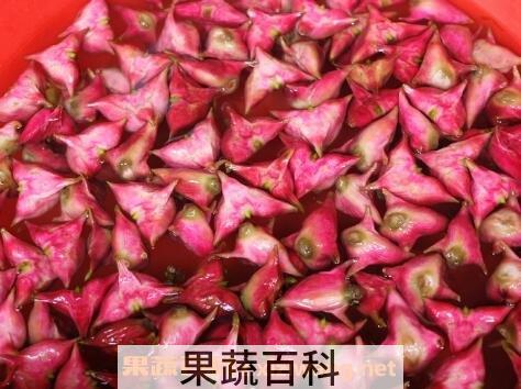 菱角怎么吃 菱角的吃法技巧