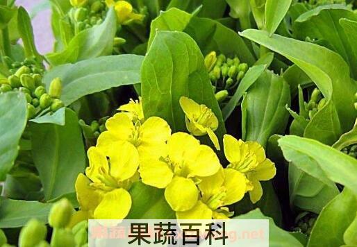 白菜苔子花的营养价值