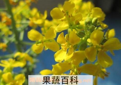 白菜苔子花的营养价值