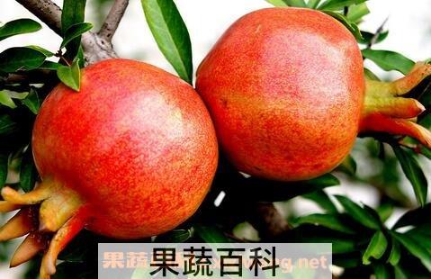 吃石榴会上火吗