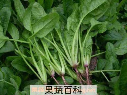 宝宝吃菠菜的功效与作用