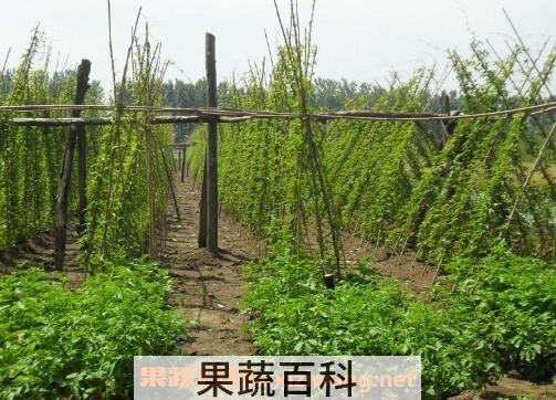 紫玉山药种植方法