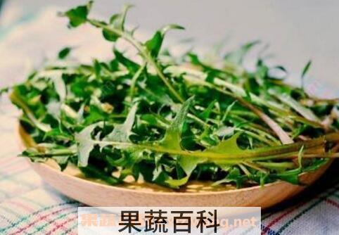食用蒲公英的功效与作用
