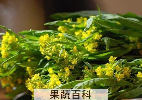 菜苔的腌制和储存方法