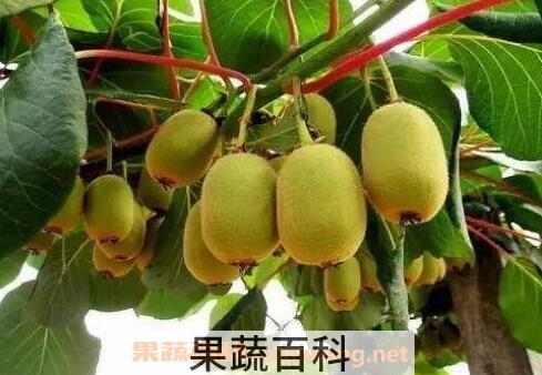 吃猕猴桃的禁忌与注意事项