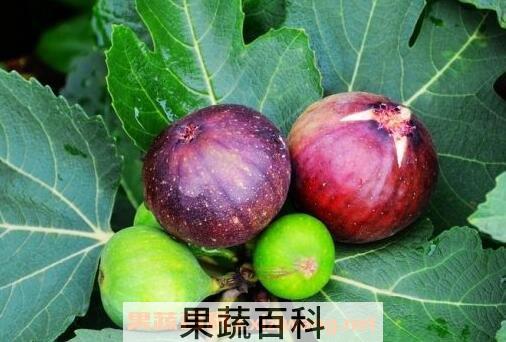 无花果的食用功效与禁忌