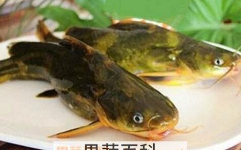 黄古鱼的功效与作用及禁忌 黄古鱼的功效与作用及营养