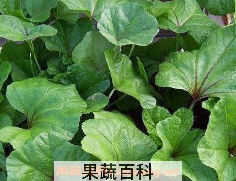冬苋菜的营养价值及功效与作用