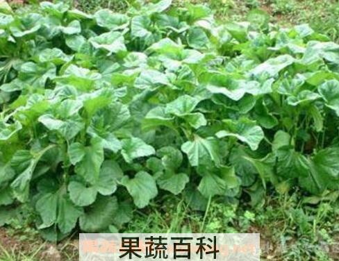 冬苋菜的营养价值及功效与作用