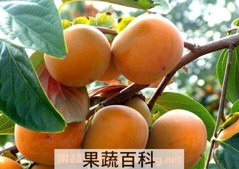 生柿子怎么催熟 生柿子的危害