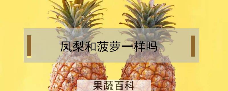 凤梨和菠萝一样吗
